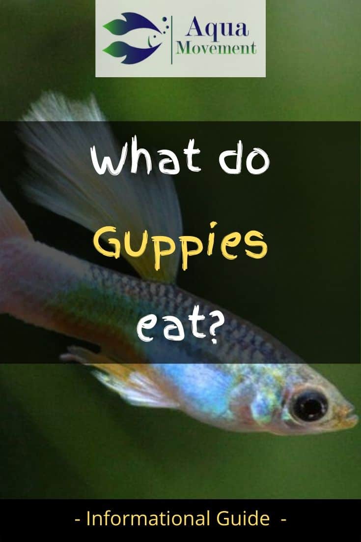 What Do Guppies Eat Guppy Feeding Guide Aqua Movement