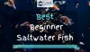 Beginner Saltwater Fish with coral reef in Aquarium