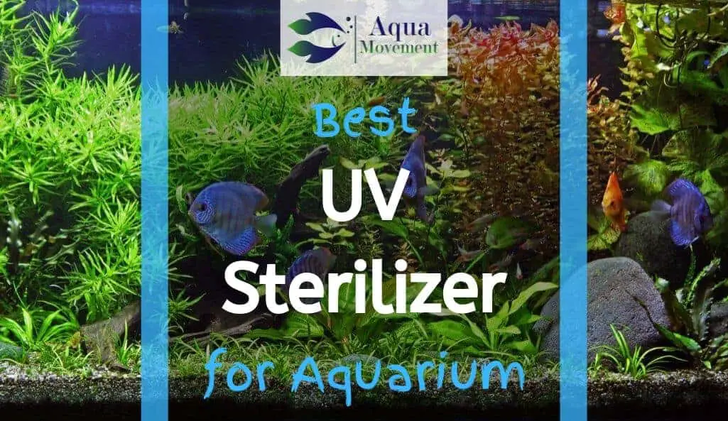 6 Best Aquarium UV Sterilizer For Freshwater And Saltwater