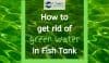 A lot of green water in fish tank