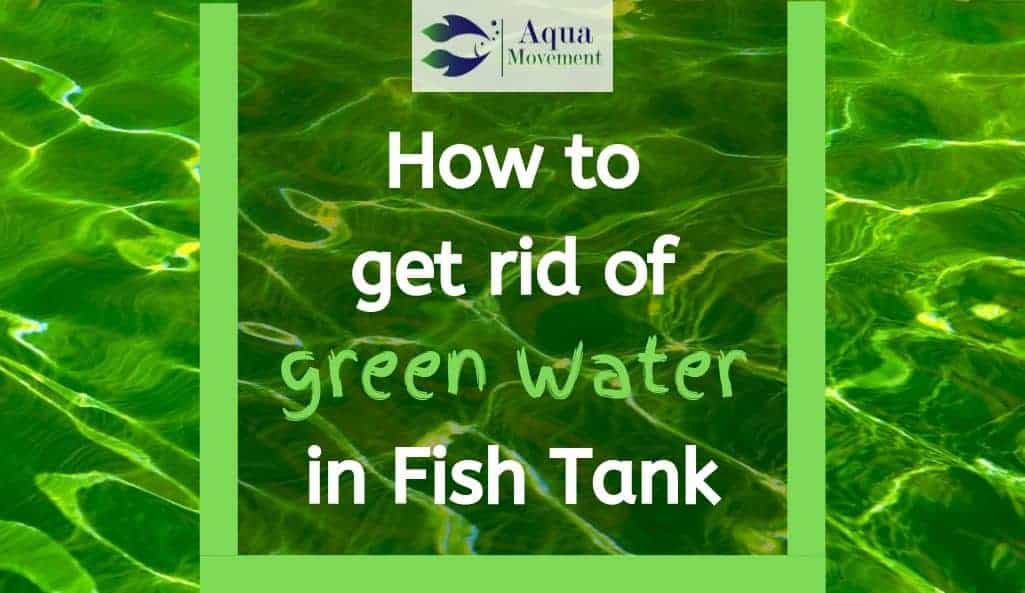 How To Get Rid Of Green Water In Fish Tank - Green Water In Fish Tank