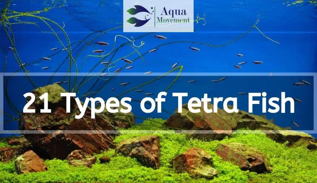 school of tetra fish in aquarium