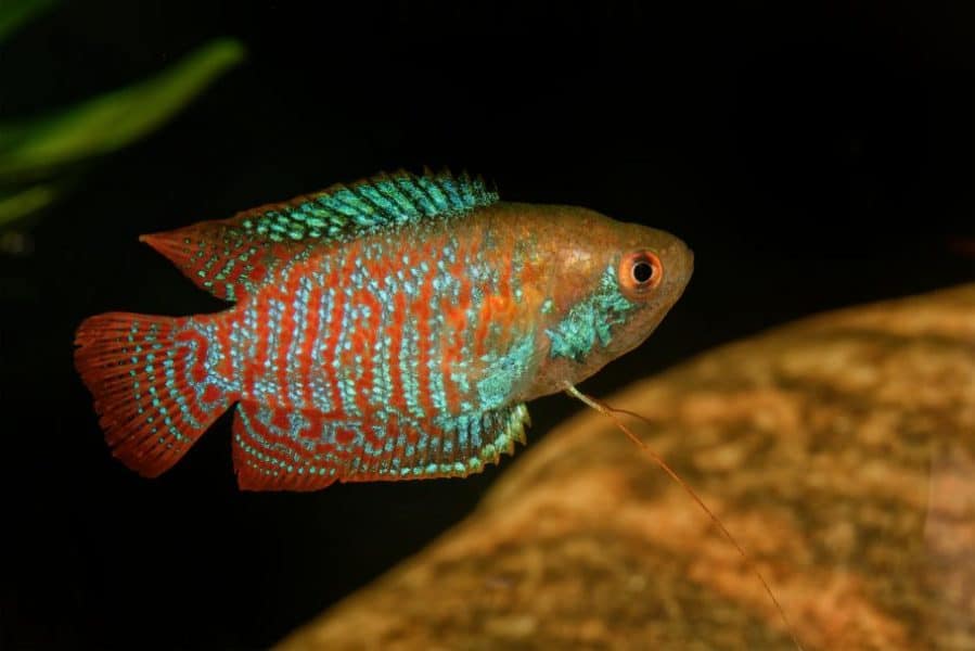 dwarf gourami in aquarium