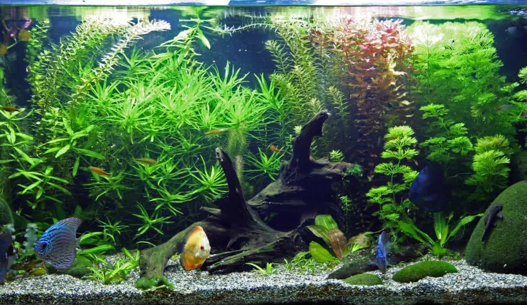 6 Best Aquarium Canister Filter (2020 Reviews) | Aqua Movement