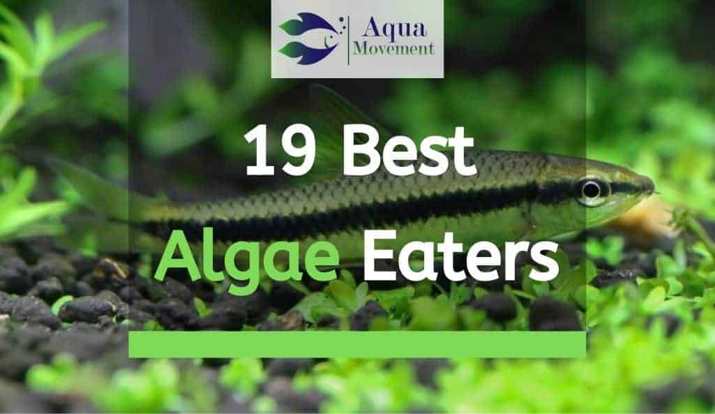 best green algae eaters
