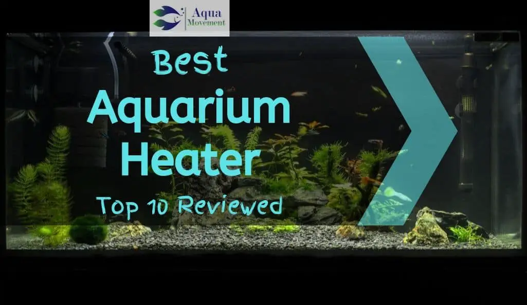 Aquarium with one of the best aquarium heater inside