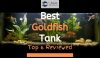 Goldfish Tank with plants and fish