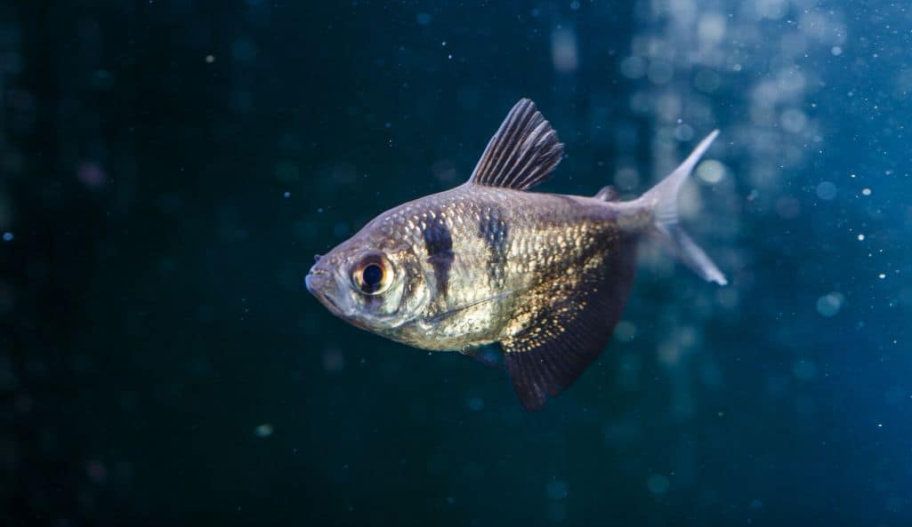 Black Skirt Tetra or Gymnocorymbus ternetzi