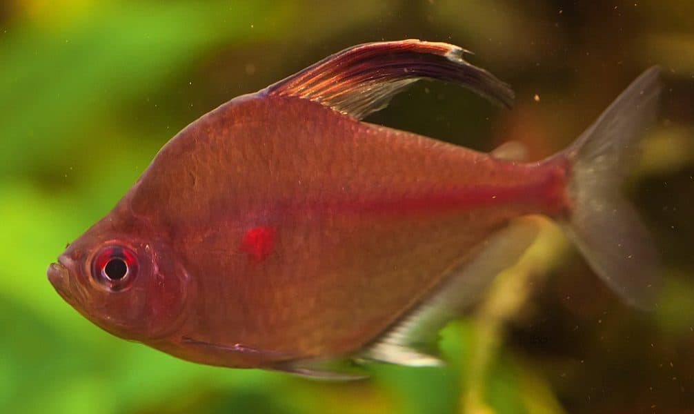 Bleeding Heart Tetra or Hyphessobrycon erythrostigma