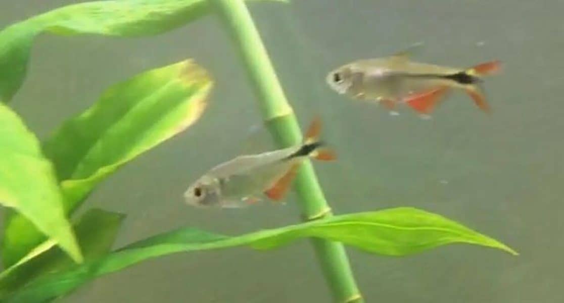 Buenos Aires Tetra or Hyphessobrycon anisitsi