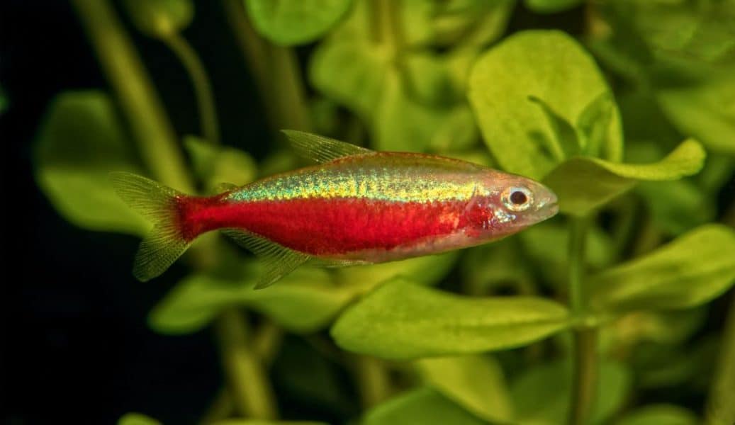 Cardinal Tetra or Paracheirodon axelrodi