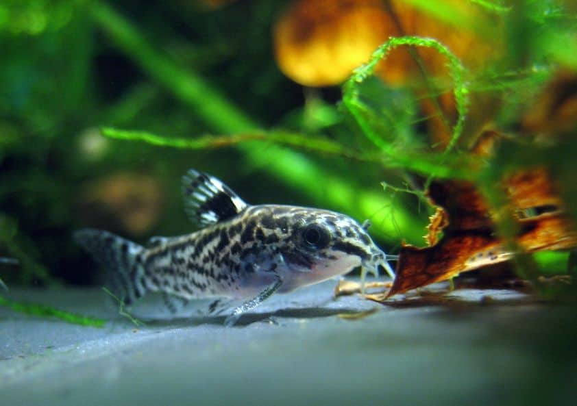 dwarf corydoras or catfish