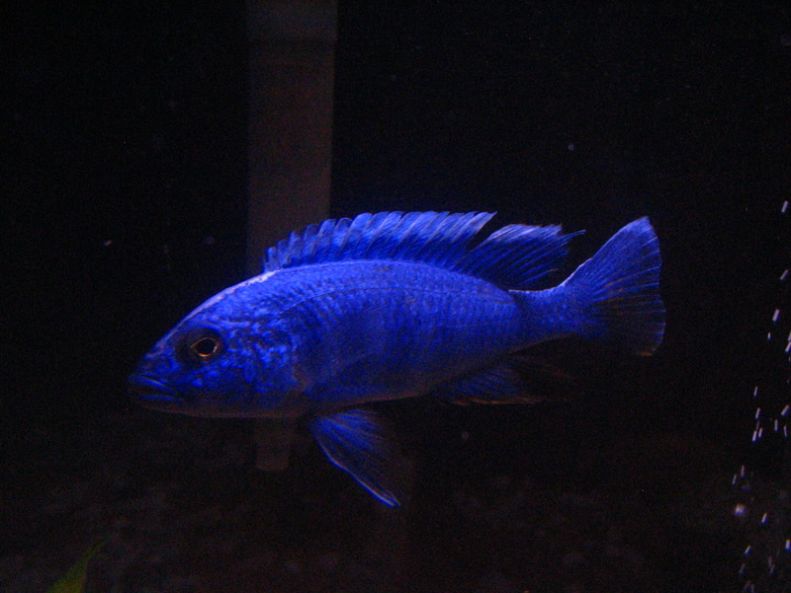 Electric Blue Hap Fish in Freshwater Aquarium