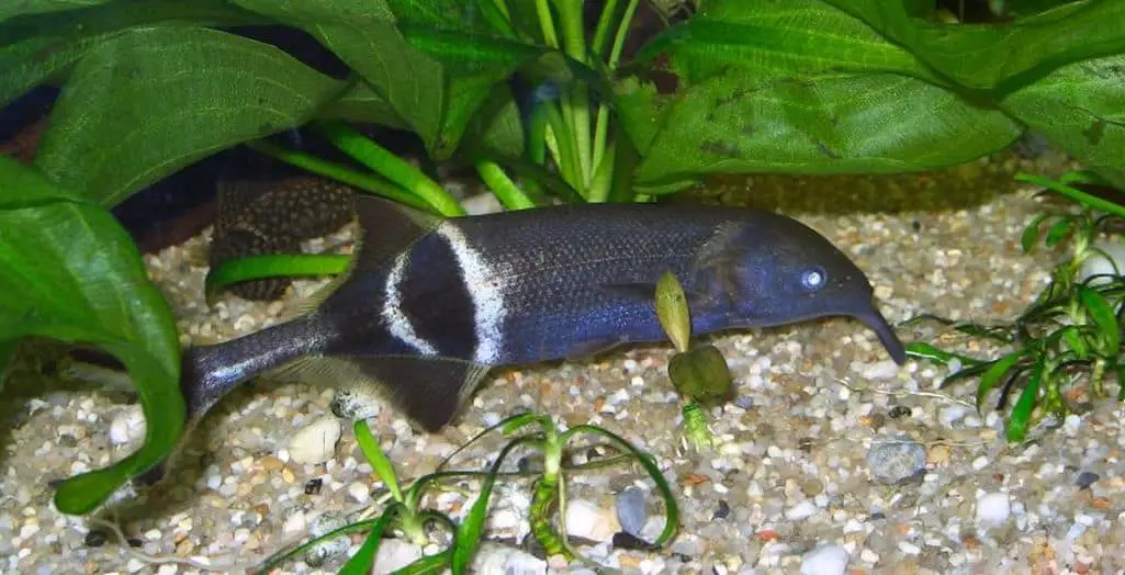Peter's Elephantnose Fish