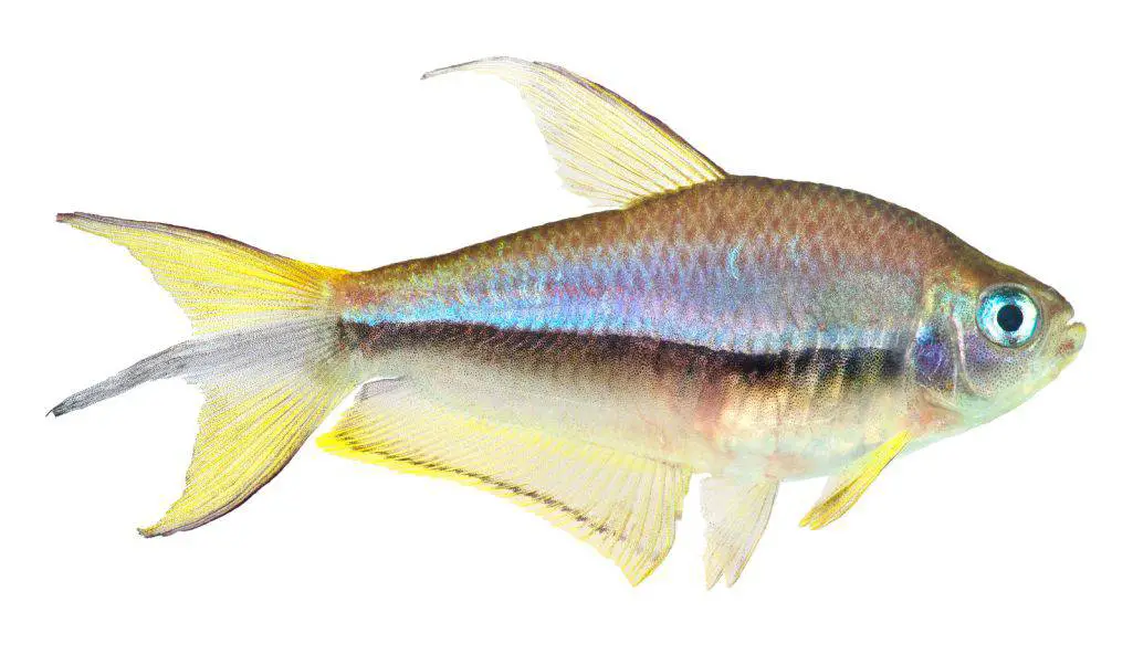 Emperor Tetra or Nematobrycon palmeri