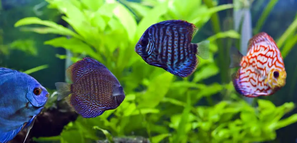 A Group of Colorfoul Discus Fish