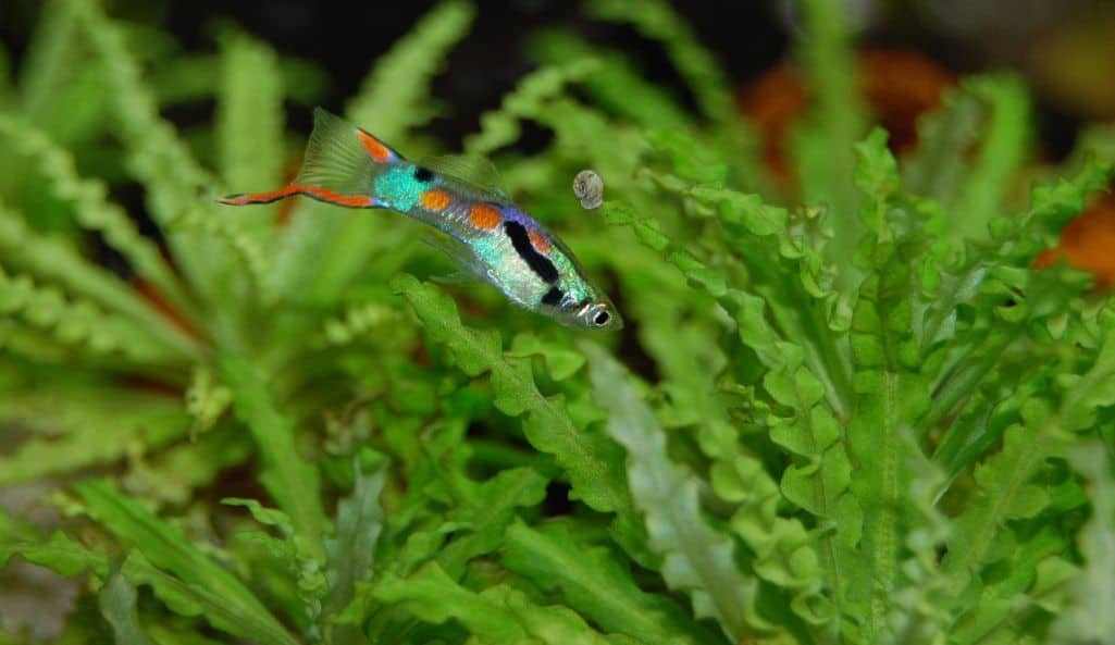 Guppy Fish in Aquarium