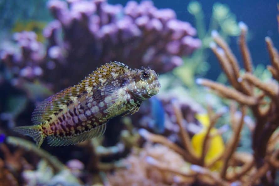 salarias fasciatus or lawnmower blenny