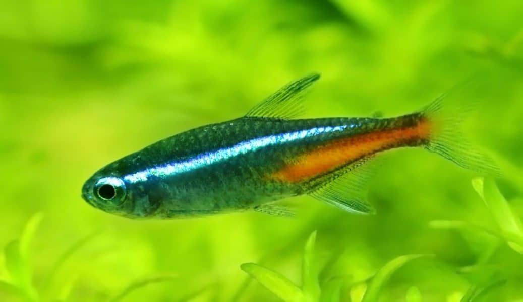 Neon Tetra or Paracheirodon innesi