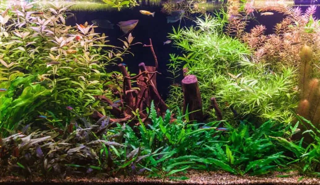 How To Lower Nitrite Levels In Freshwater Aquarium