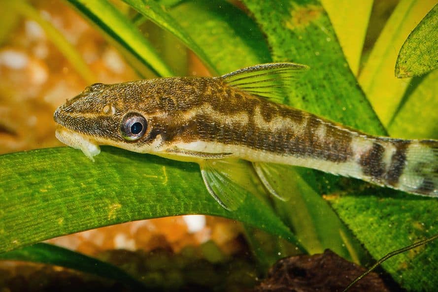otocinclus catfish or dwarf suckermouth