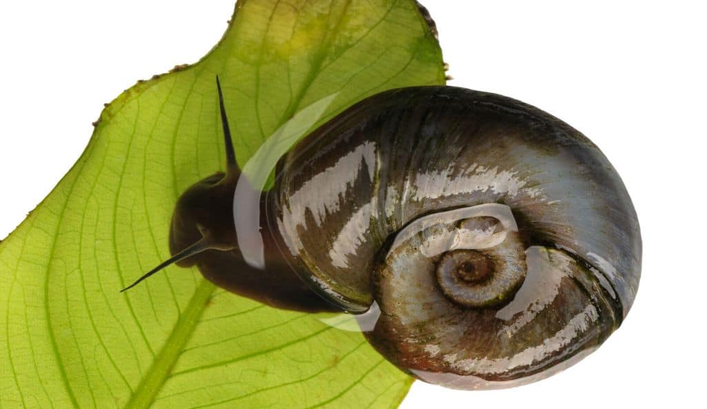 ramshorn snail Planorbidae