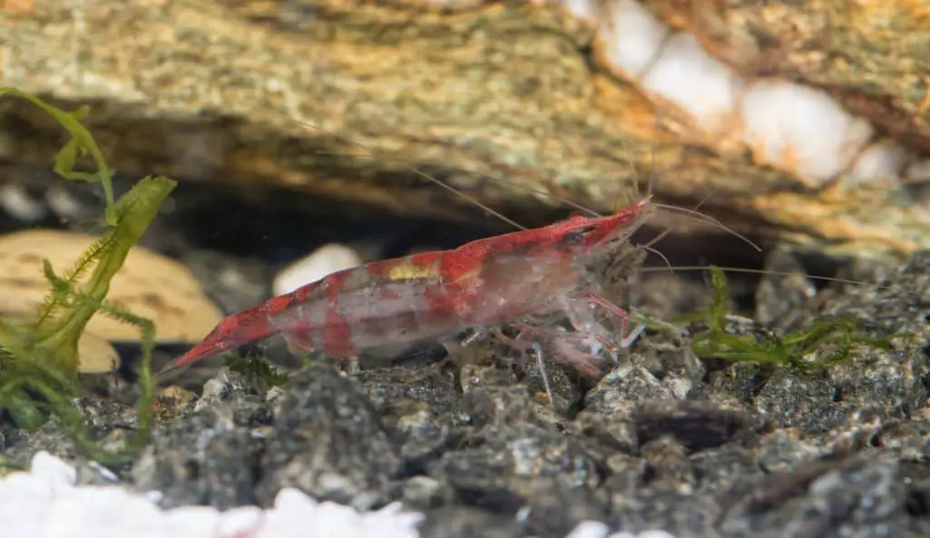 red cherry shrimp