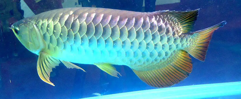 Red Tail golden Arawona fish