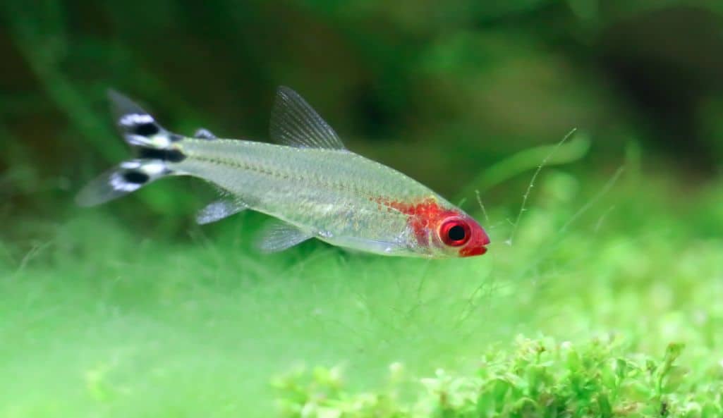 Rummy Nose Tetra or Hemigrammus rhodostomus