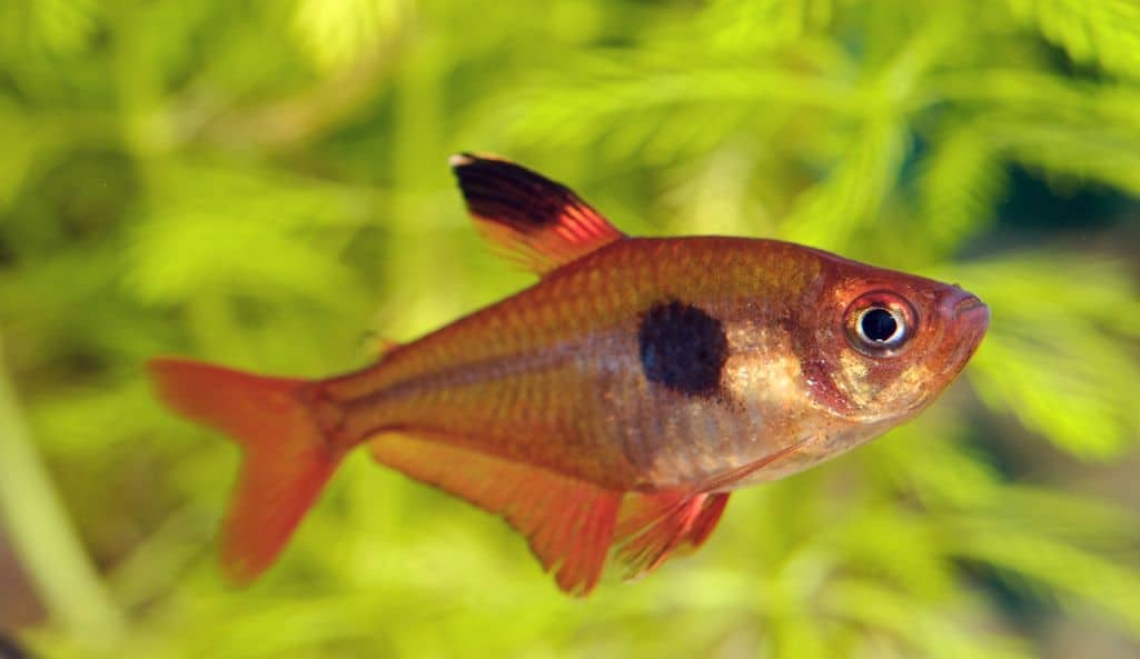 Serpae Tetra or Hyphessobrycon eques