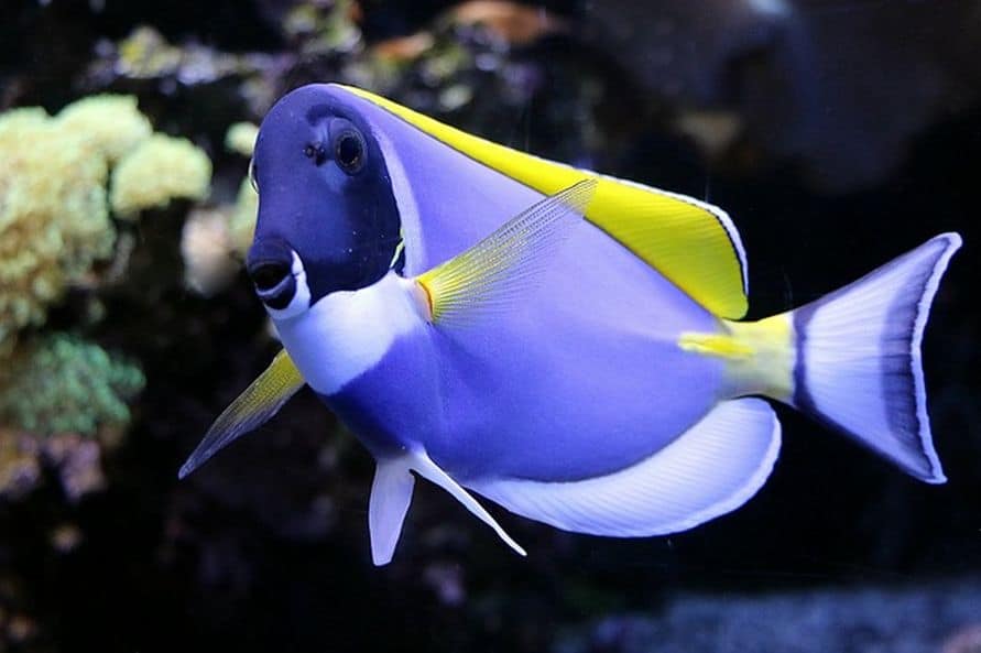 Surgeonfish in Aquarium