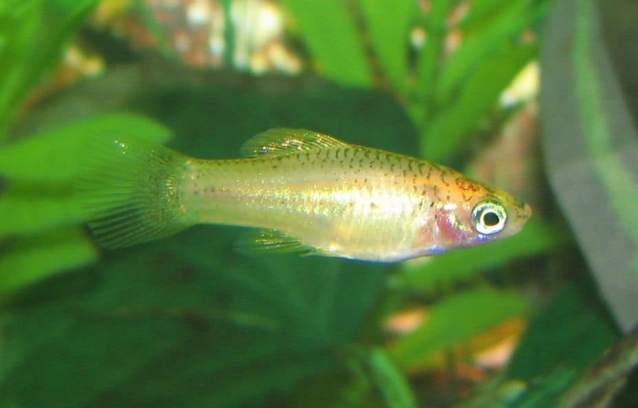 Swordtail Fish in Freswater Aquarium