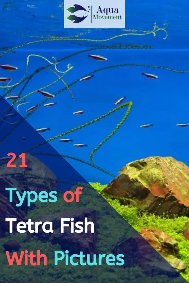 21 Types Of Tetra Fish With Pictures Aqua Movement