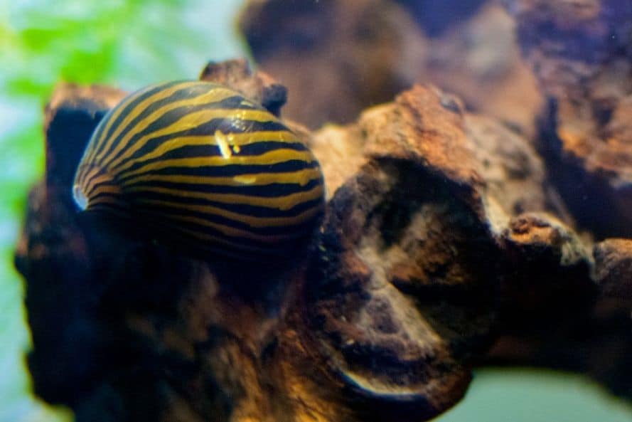 zebra nerite snail