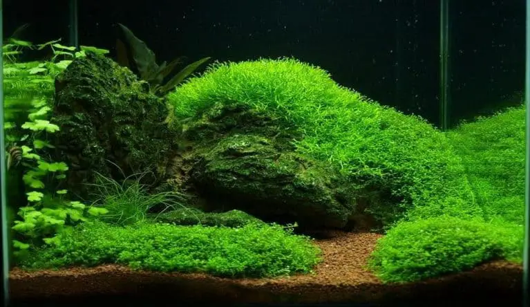 Aquarium Moss