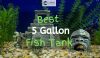 One of the Best 5 Gallon Fish Tanks