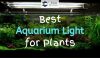 Aquarium with many different plants in it and aquarium light on top