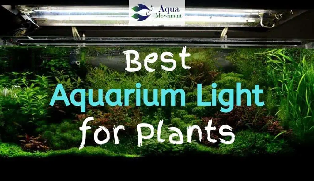 What Kind Of Light Do You Need For Aquarium Plants