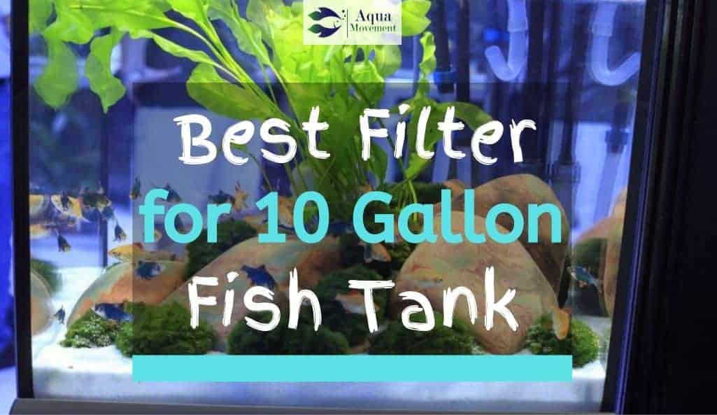 11 Best Filter For 10 Gallon Fish Tank Reviewed Aqua Movement