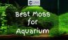 Aquarium with a lot of Moss inside