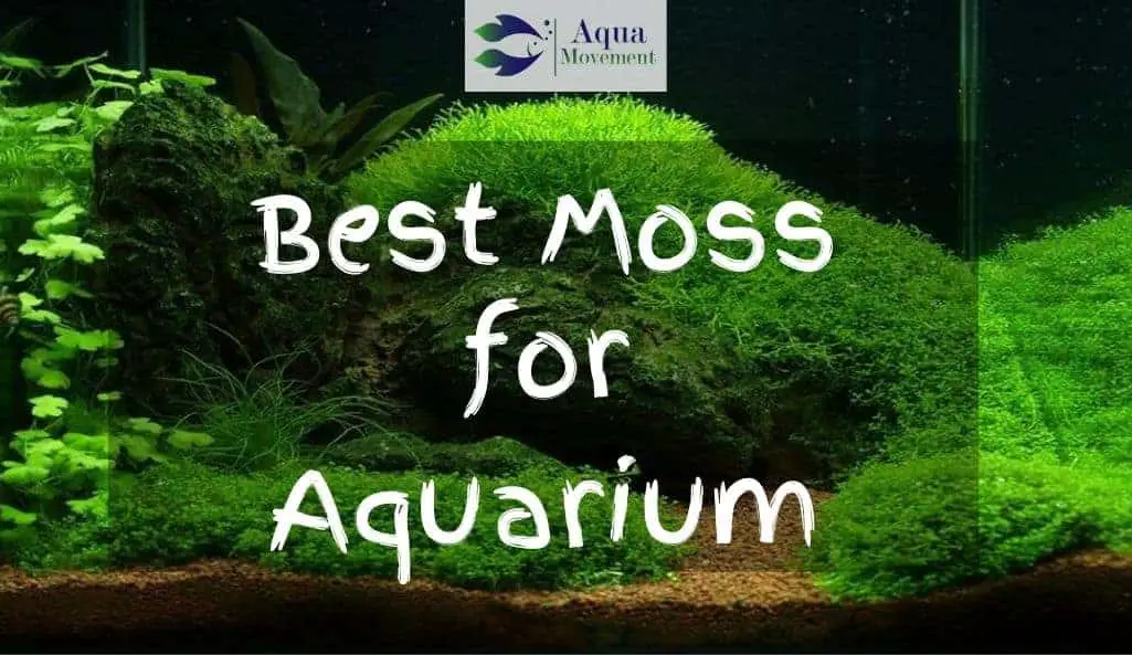 Best Moss For Aquarium - Best Moss For Aquarium