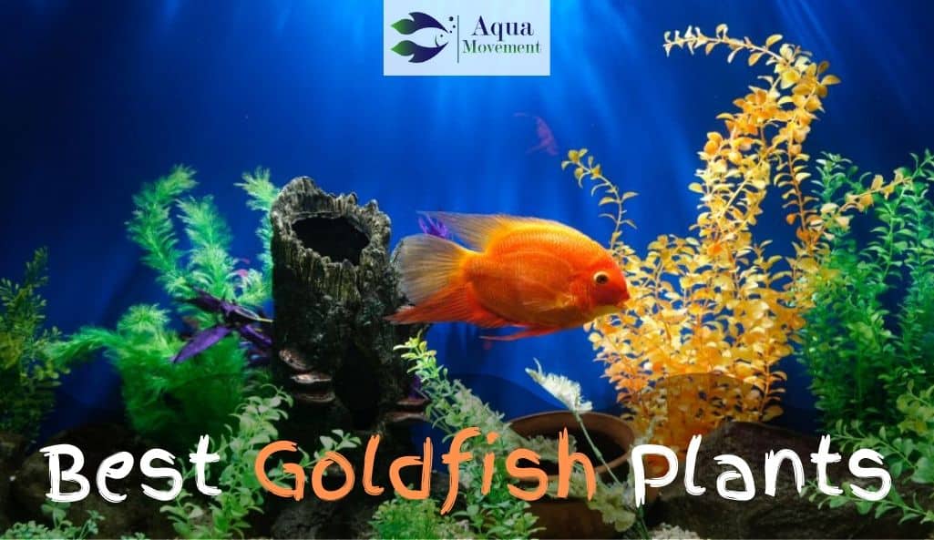 Goldfish swimming throw plants