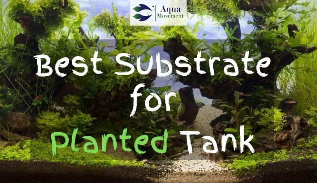 Best Substrate For Planted Tank - Top 9 Review | Aqua Movement