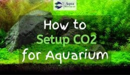 Image from Planted Tank with "How to Setup CO2 for Aquarium" text overlay