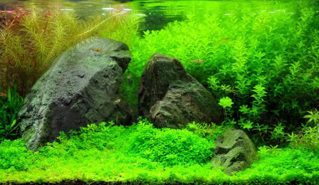 planted tank with co2