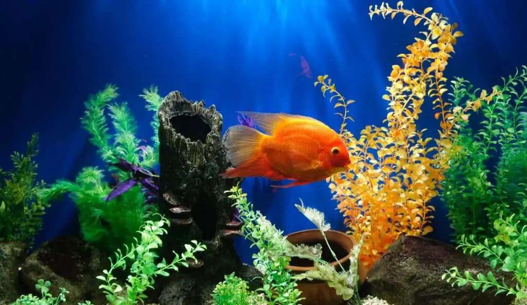 goldfish in planted tank