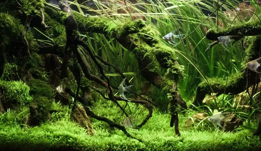 Planted Tank