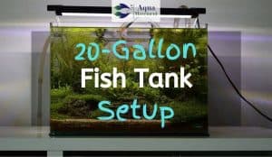 20 gallon fish tank