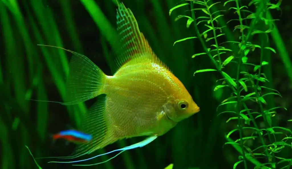 yellow angelfish