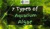 Aquarium with plants and algae